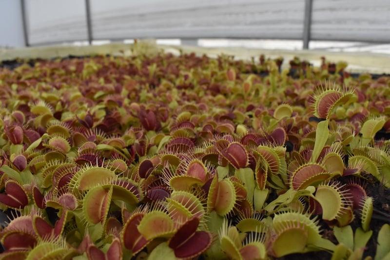 Carnivorous Plant